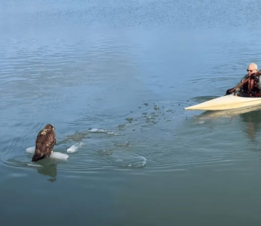 Bald eagle rescued from ice at Waukegan Harbor