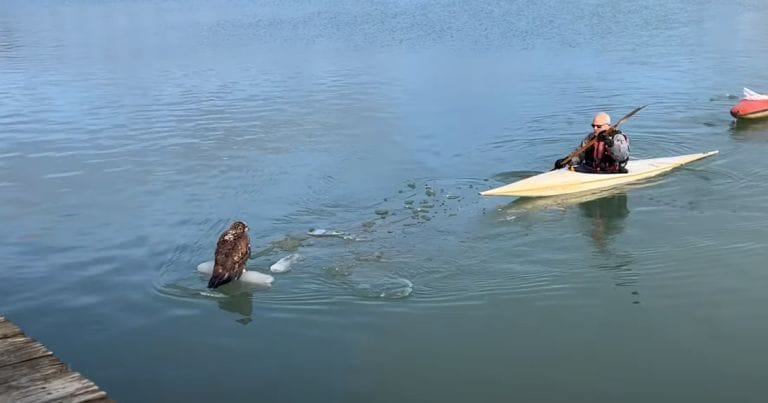 Bald eagle rescued from ice at Waukegan Harbor